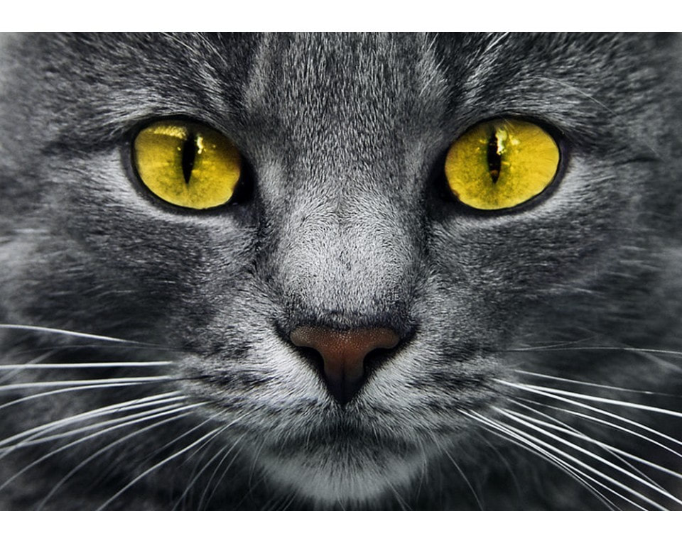 craftvim diamond painting kit cat yellow eyes